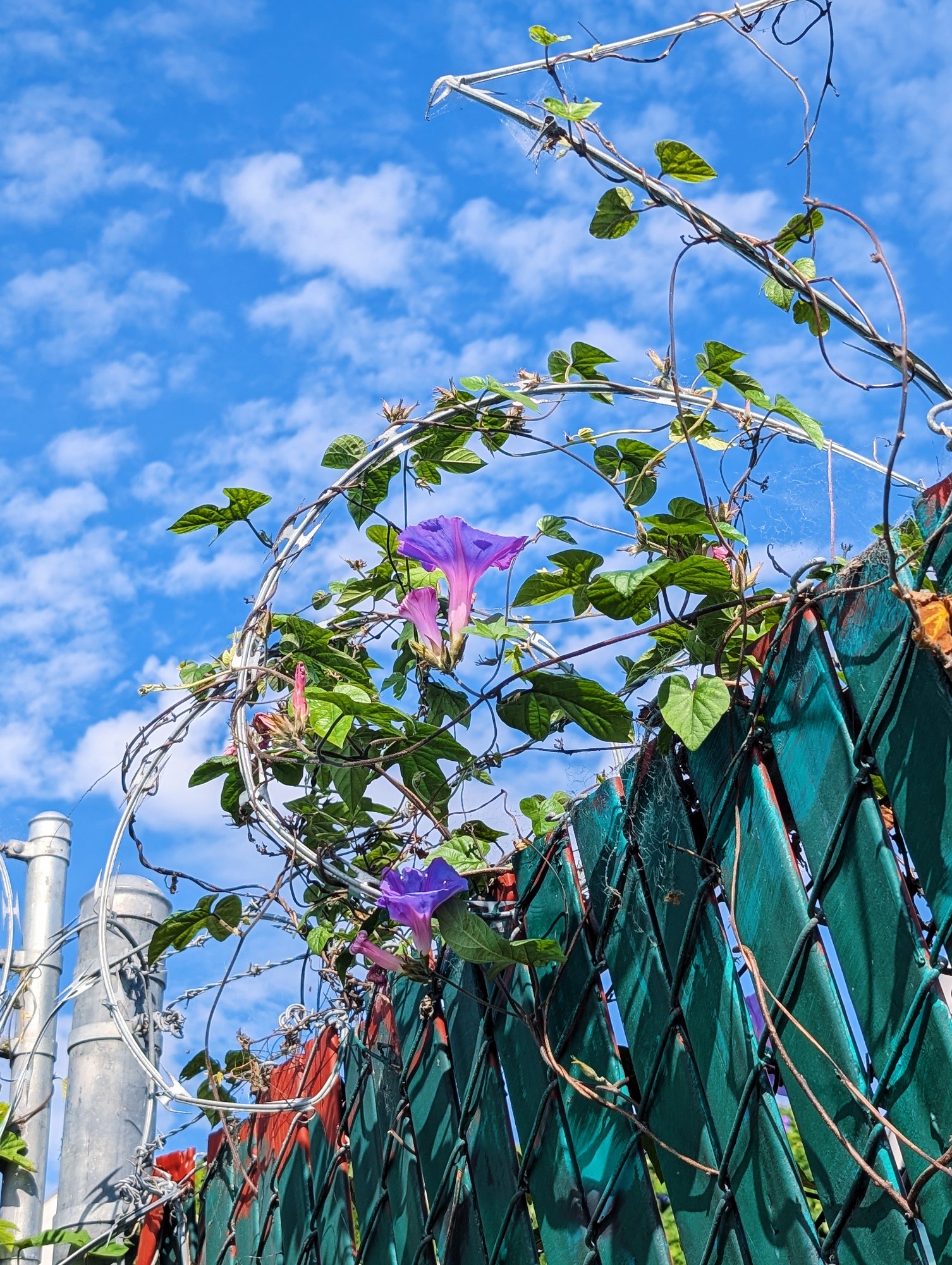 Purple morning glories entwined with razor wire against a blue sky with scattered clouds. It's shot from a low angle and used on camera flash for full against the sun